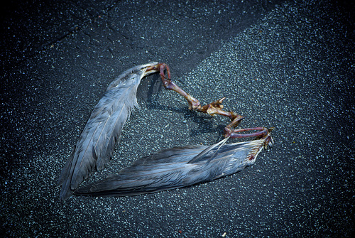 Wings