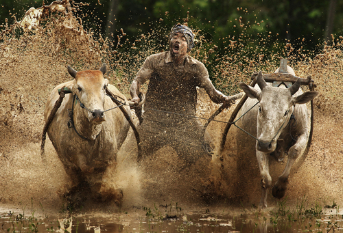 Buffalo Race