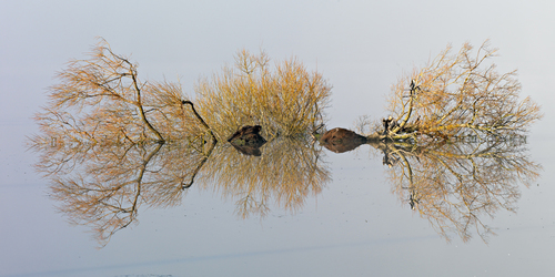 Two Cormorants