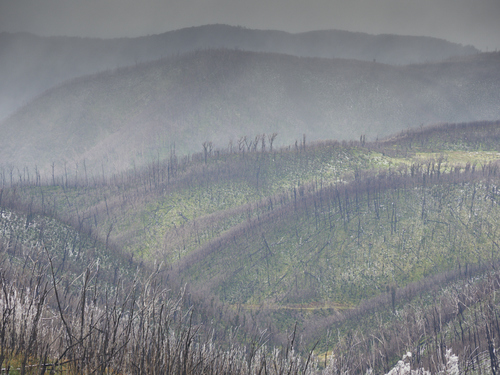 Devastation in the Snowy Mountains