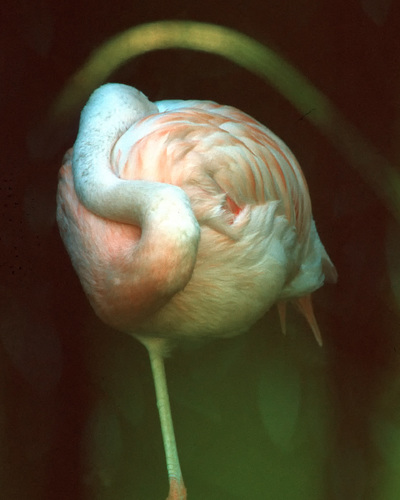 Flamingo