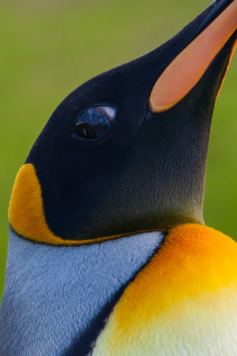King Close-Up