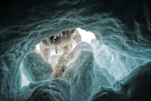 Rescue of an avalanche