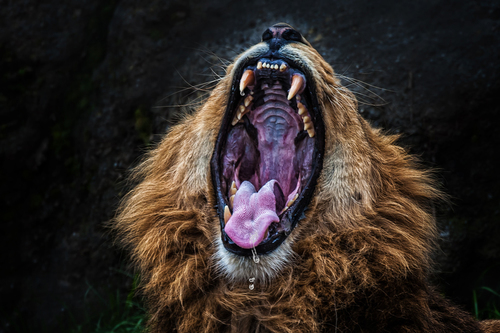 Lion mouth watching