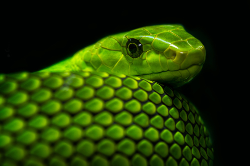 Dangerous Green