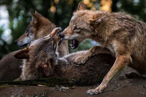 Pack Behavior 