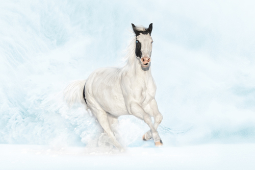 Snow Flurry