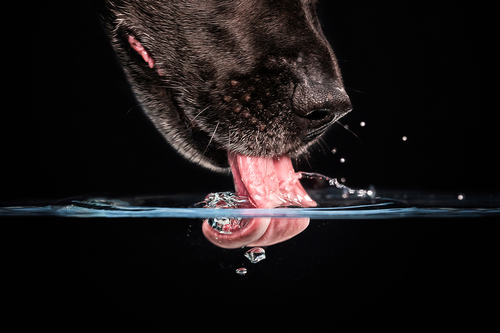 Drinking dog