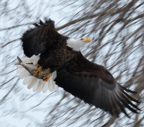 The Catch