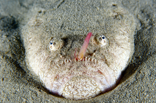 Tongue