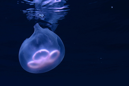 Jellyfish