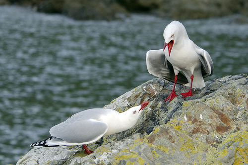 Seagulls