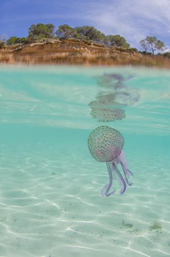 Jellyfish