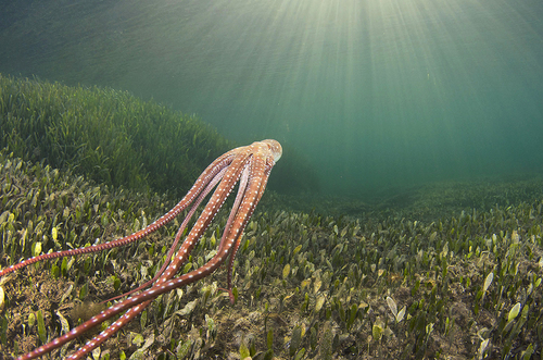 Octopus