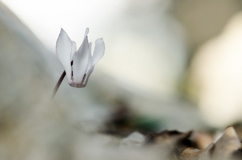 Cyclamen balearicum