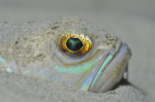 Eye