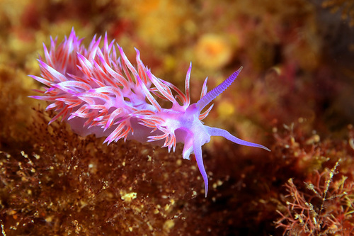 Flabellina