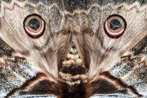 Eyes