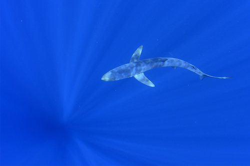 Blue shark