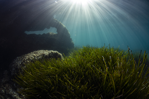 Posidonia oceanica