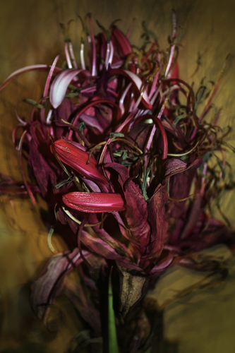 Gymea Lily