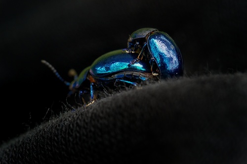 Bug Fuck