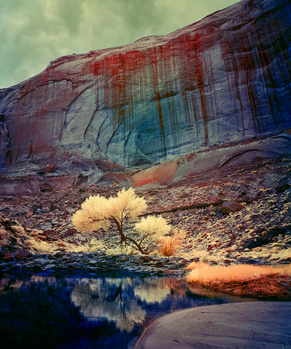 Lone Cottonwood in Pool Canyon