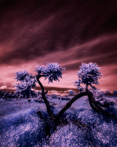 Cholla Forest