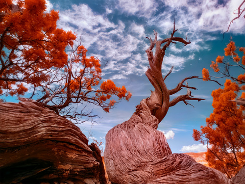 Phantom Juniper