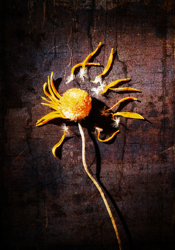 Dried Flower