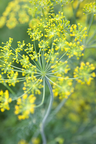 Fennel flowers