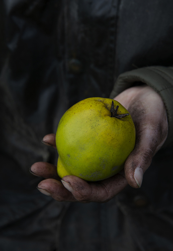 Beautiful quince dirty cold hand