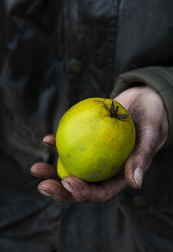 Fresh quince