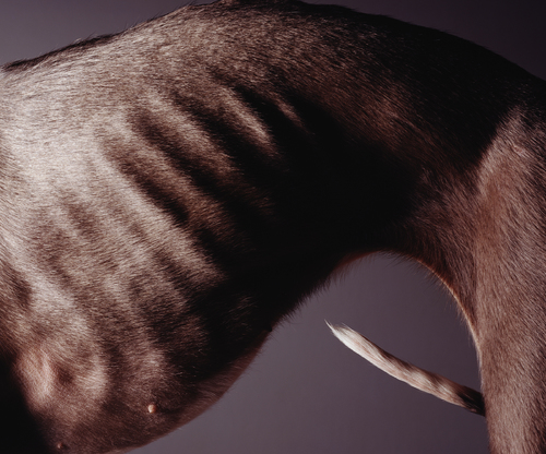 Whippet