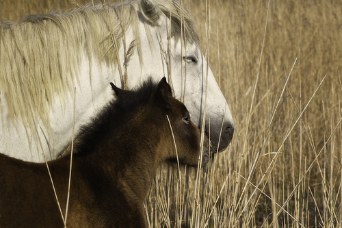 Tenderness
