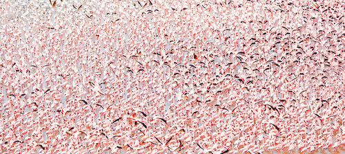 Flamingos
