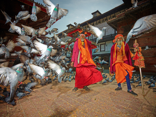 Hungry Pigeons