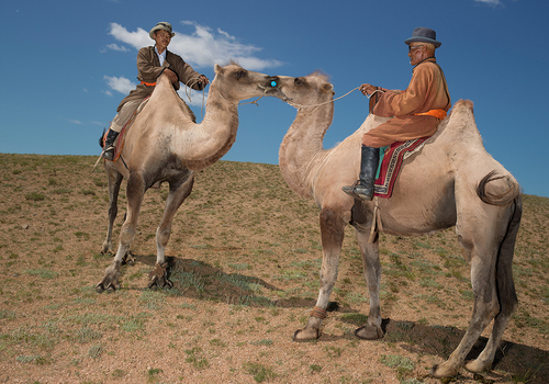 The Camel Kiss