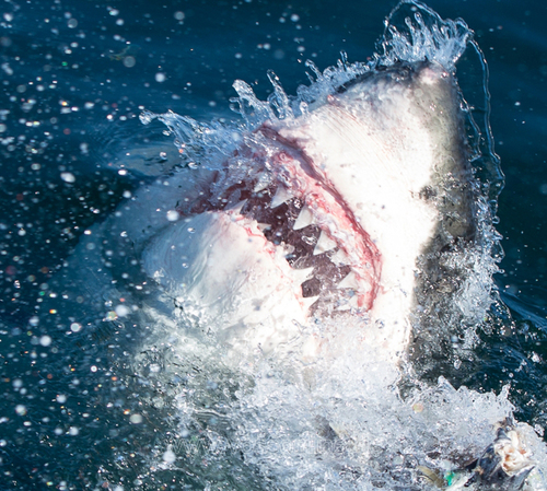 The White Shark!