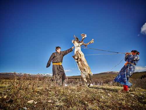 Reindeer Farmes