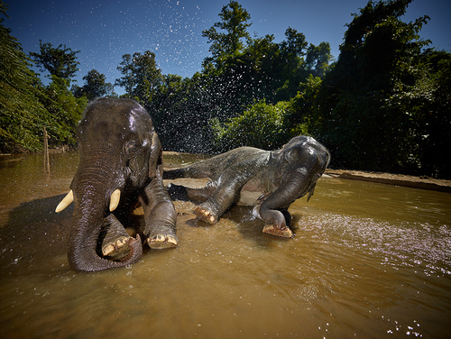 Happy Elephants