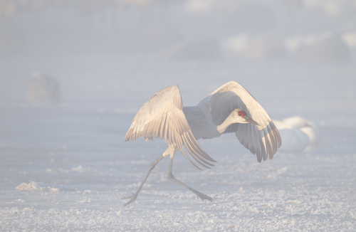 In the snowstorm