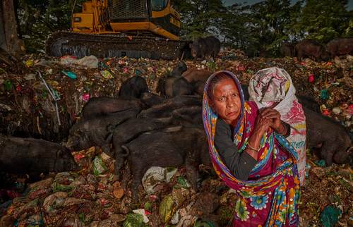 Lady and Pigs in Search