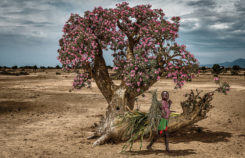Beautiful Tree 