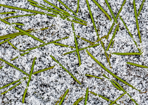 Graphic grass