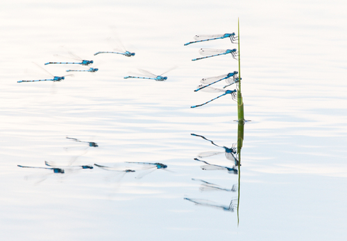 The damselfly patrol