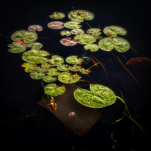 Drowned Hopes