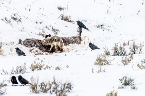 Carnivores