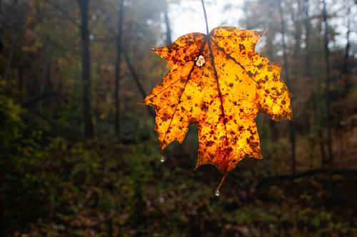 Maple Leaf #1