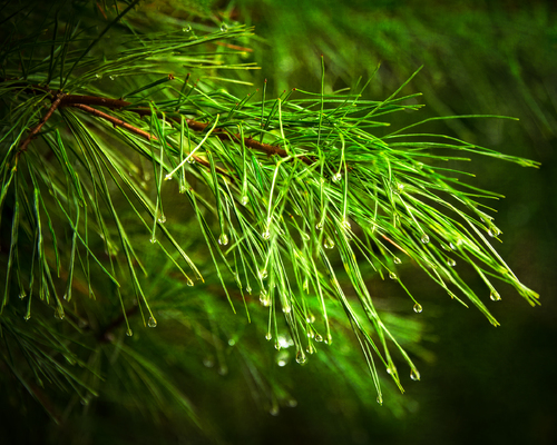 Needles